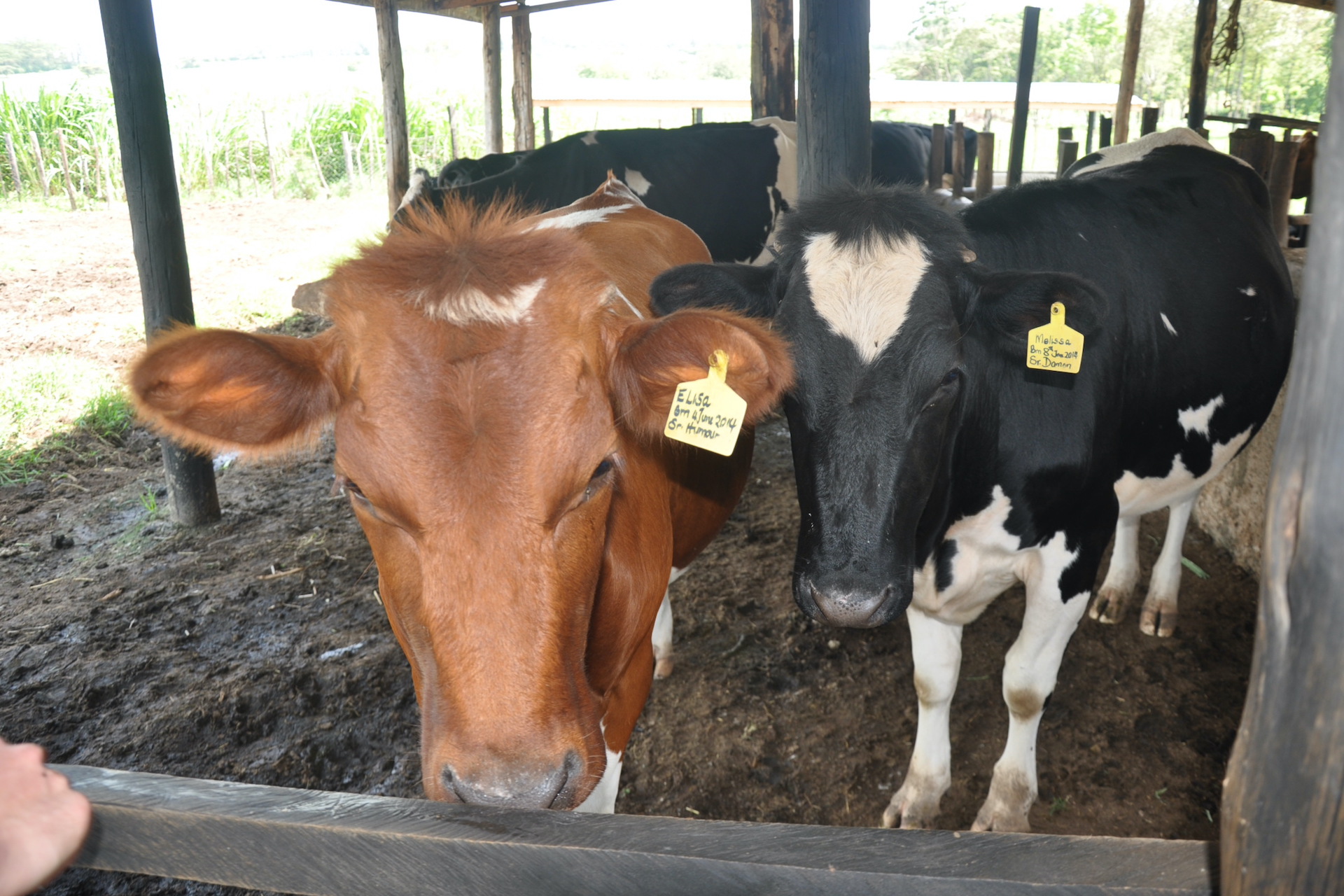 A Circular Bioeconomy for the Kenyan Dairy Sector (VALORISE)